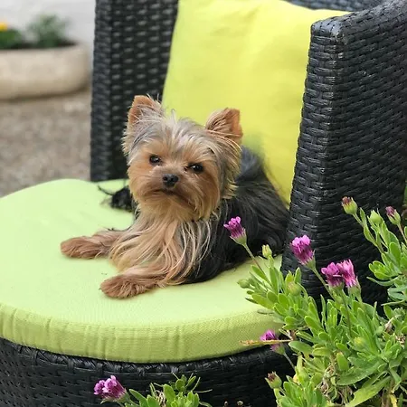 La Cote Oceane - Jean De Monts Hotell 2*